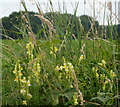 Toadflax by farm track