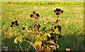 Blackberries near Chislehampton