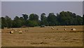 Harvested field near Idsworth House