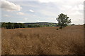 Field of oil-seed rape near Woolhope