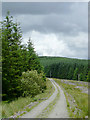 Forestry road near Bronbyrfe, Ceredigion