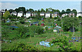 Allotments beside the railway