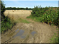 Corn and wheat fields west of Burton