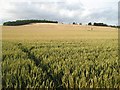 Wheat below Roseberry Hill