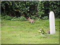 Rabbits in the churchyard of St Mary Magdalene Church