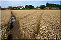 Sheepy Magna across a Barley Field