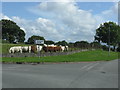 Cattle At Talwrn Crossroads