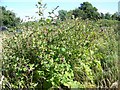 Burdock near Great Hinton