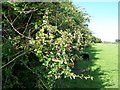 Hawthorn hedge near Great Hinton