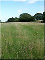 Footpath, Ashton Common