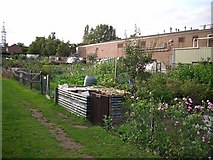 NY4154 : Allotments off Eastern Way by Rose and Trev Clough