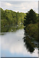 Swans on the Cut-off Channel