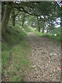 Byway in woodland near Caerau