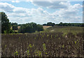 Fields on Constitution Hill