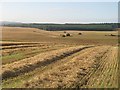 Harvested barley, Byres