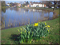 Daffodils on the bank of the Swan Pool