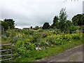 Goar Knapp Allotments