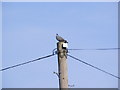 TM4496 : Pigeon on a Telephone Pole by Geographer