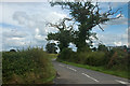 Ivy clad tree beside a narrow lane