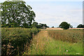 Fields near Sheepy Magna