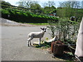 Orphan lamb being reared by  occupiers of Bailey Mill