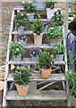 Plant display, Daylesford