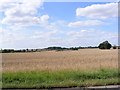 TM1760 : Fields along the A1120 near Pettaugh by Geographer