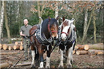 SK5115 : Horse Logging in the Out Woods, Charnwood Forest by Douglas Maas