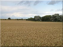 NO4818 : Wheat field near St Andrews by Richard Webb
