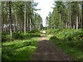 St. Ives, forest track