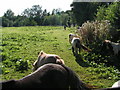 Ponies on the footpath to Half Moon