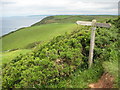 Coast path above Babbacombe Cliff