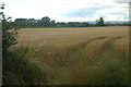 Field of Barley