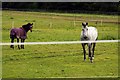 Horses in a field at South Hinksey