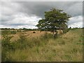 Rough land near Highfield