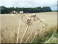 Dead Umbellifer near Whitcombe Barn