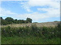 Upper End of Copse, Whitcombe