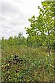 Brambles and paddock Copse