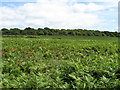 Field of Bracken, Ditchling Common