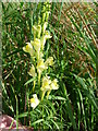 Wild Snapdragon (Antirrhinum) in a meadow