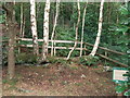 The tired birch trees at the Greenwood Centre