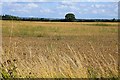 Looking across a field by Greater Leys