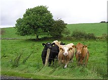 H4483 : Cattle, Eskeradooey by Kenneth  Allen
