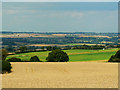 Wheat crop, west of Leafield