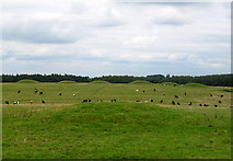ST5351 : Bronze Age Barrows by Sharon Loxton