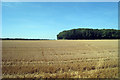 TQ8556 : Crop Field off Hollingbourne Hill by Oast House Archive