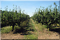 Pear Orchard off B2163