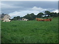 Cattle at rest above Glan Conwy