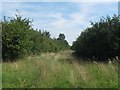 SP8514 : The old track north of the canal â looking towards Puttenham by Chris Reynolds