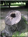 Tree stump in the park